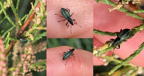 Polydrusus pulchellus